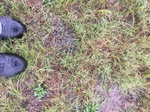 2017-07-01_08-34-18_#CoCoRaHSMJul17_looking down.jpg