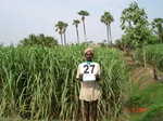 6171027a-irrigated-groundwater-mixedcrop-rice-sugarcane-plantation-coconut-banana-doublecrop.jpg