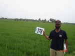 133410376a-irrigated-supplemental-groundwater-rice-dominant-sugarcane.gif