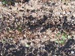 8144vp-024-Farm land (Surface water) Cotton-a.jpg