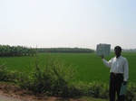 7931gt139a_ricecrop_with _banana_plantation.jpg