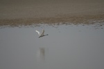 4144IMG_8781.JPG