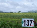 125060137c-rainfed-agriculture-mixed-croping-soyabean-maize.gif