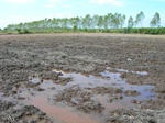 1798920090921_gt01a_Agriculture_Rice_Irrigated_Triple_Continous.JPG