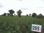 72760265a-irrigated-supplemental-groundwater-cotton-dominant-maize.jpg