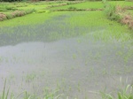 2012-09-07_10-06-08_CIMG6647.JPG