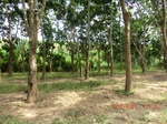 2012-09-26_20-48-42_CIMG0957.JPG