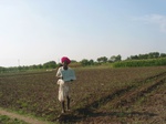 7855gt064a-irrigated-sugarcane-dominant.jpg