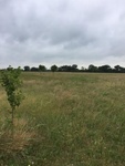 2017-05-27_09-23-42_2017_05_27 Facing West 15915 CR 668 Blue Ridge TX 75424.jpg