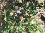 8190vp-071-Irrigated (Surface water) cotton-a.jpg
