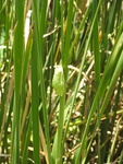 2017-06-12_12-50-17_DSCN3700.JPG