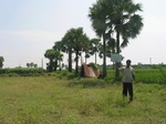 7725gt0126b-cultivated-irrigated-rice-large-area.jpg