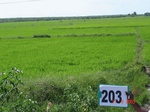 70820203b-irrigated-supplemental-tank-rice.jpg