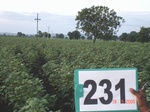 128270231c-rainfed-agriculture-cotton-dominant-sorghum.gif