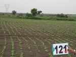60900121a-rainfed-agriculture-sunflower.jpg