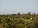 12243GT065_Savannah.JPG