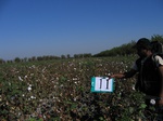 10167011-irrri-cotton-sw-1a.jpg