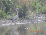 2017-07-06_14-03-21_Buffao Creek, geat blue heron near  Hi Bridge trail SP, farmville VA.JPG