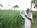 6378083a-irrigated-supplemental-major-tubewell-sugarcane-groundnut.jpg