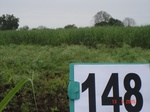125470148c-irrigated-canal-sugarcane.gif