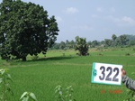 74680322a-irrigated-canal-rice.jpg