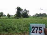 73130275c-rainfed-agriculture-cotton-dominant-soyabean.jpg
