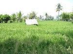 13998IMG_4315.JPG