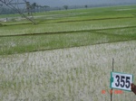 132710355b-irrigated-supplemental-tank-rice.gif
