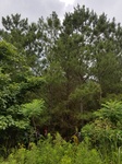 2017-06-12_18-06-25_20170605_153451.jpg