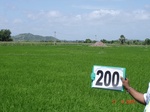 127260200b-irrigated-supplemental-groundwater-rice-dominant-maize-doublecrop.gif