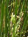 2017-06-12_12-50-17_DSCN3701.JPG