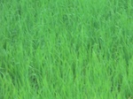 2012-09-07_10-16-23_CIMG6692.JPG