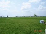 74180308c-rainfed-agriculture-rice.jpg