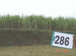 73430286b-irrigated-supplemental-groundwater-sugarcane.jpg