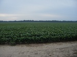 2017-07-10_14-16-20_CoCoRaHS Field Photo Weekend South 7-4-17.JPG