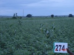 73090274b-rainfed-agriculture-cotton.jpg