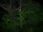 550211052008(96).JPG