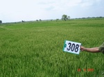 74160308a-rainfed-agriculture-rice.jpg