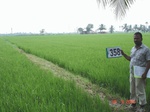 75790358a-irrigated-supplemental-groundwater-rice-tripplecrop-rice-greengram.jpg