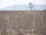 487602052008(7).JPG