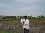 6178029b-irrigated-groundwater-sugarcane-rice-plantation-coconut-banana-double-crop.jpg