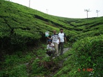 6347072a-rainfed-tea-plantation.jpg