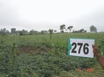 73150276b-rainfed-agrifculture-mixed-crop-soyabean-dominant-maize.jpg
