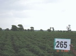 72770265b-irrigated-supplemental-groundwater-cotton-dominant-maize.jpg