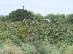 510822042008(36).JPG