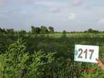127770217c-rainfed-agriculture-soyabean.gif