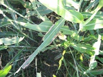 8142vp-022-irri-sorgum-1a.jpg