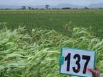 125040137a-rainfed-agriculture-mixed-croping-soyabean-maize.gif