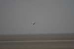 4172IMG_8810.JPG