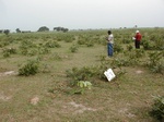 12091GT093_1yrFallow.JPG